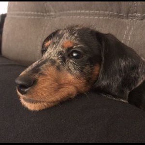 Meet your Posher, Elaina